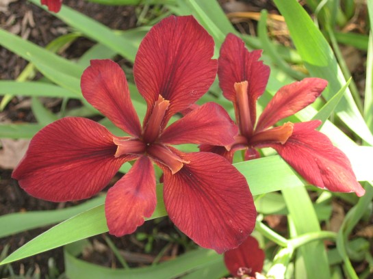 red native iris